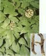 Siberian ginseng extract,Radix Acanthopanacis Senticosi Extract